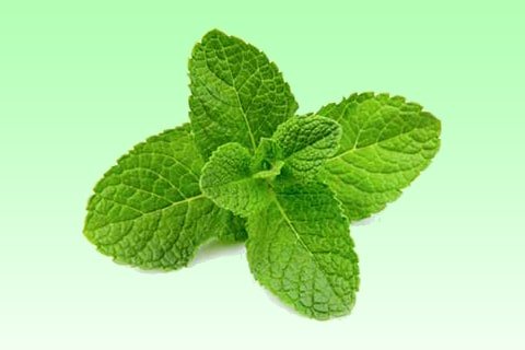 Mint